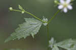 White avens